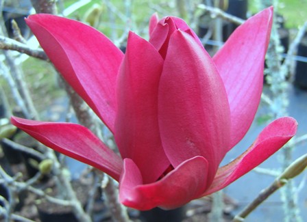 The first bloom on Burgundy Star - but not true to colour (blame my Olympus camera which does not like reds)