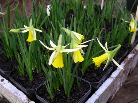 Sweet little Narcissus Twilight