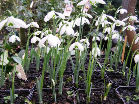 Snowdrop season - $10 a pot