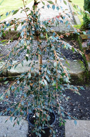 Camellia minutiflora - a suitable sub for standard roses