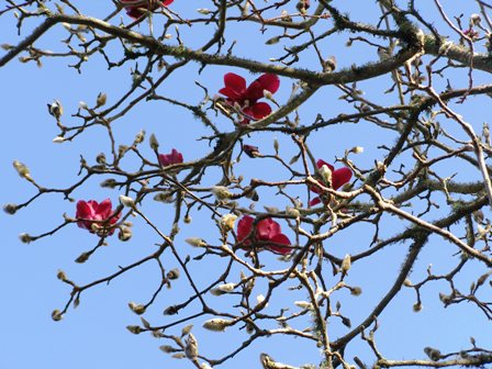 Magnolia Vulcan is coming into flower