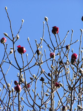 Magnolia Black Tulip is just starting to open