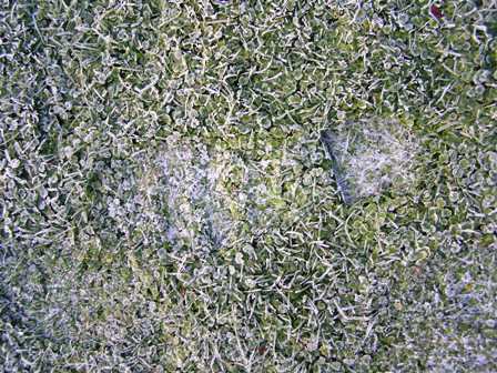 Footprint in the frost