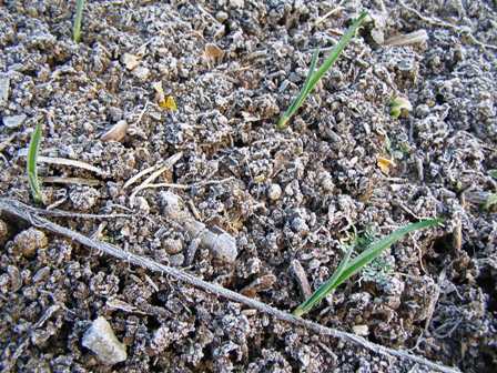 Sown in late autumn, the garlic is well into growth here - seen with an unusually heavy frost which had me out with the camera this morning