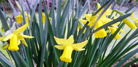 Reliable early blooming on Narcissus Peeping Tom