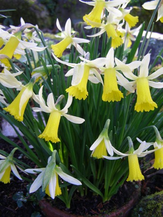 Narcissus Twilight - one of Felix's best