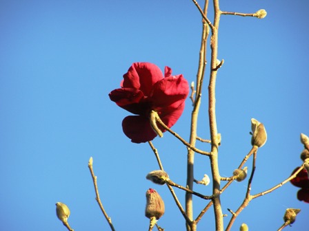 The first flowers opening on Magnolia Felix Jury this morning
