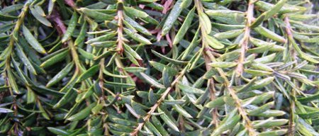 New Zealand totara - a long term prospect for hedging