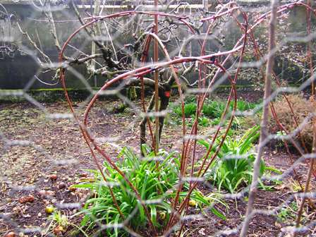 A man on a mission, Colin is now hooping the raspberries
