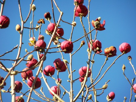 Magnolia Black Tulip is opening its flowers here now 