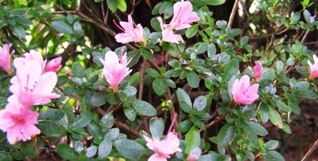Kurume and Gumpo azaleas - there are also white flowered options for those with refined tastes