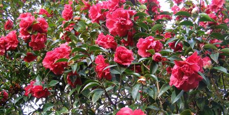 The reticulata camellias are in full bloom
