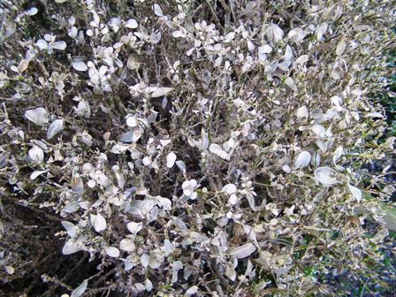 A blight upon your buxus