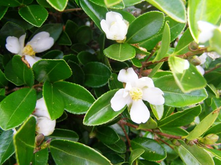 Camellia hedging options - C. brevistyla