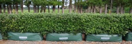 Ilex crenata 'Helleri' 