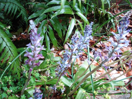 The lovely blue Lachenalia glaucina