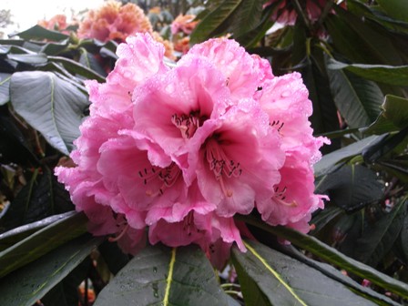 R. protistum var. giganteum "Pukeiti" - with the frosted version just visible behind