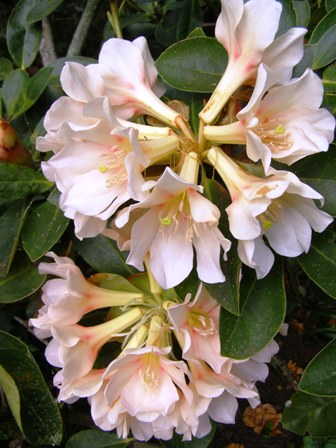 The beautiful, fragrant and touchy vireya R. konori flowers on regardless