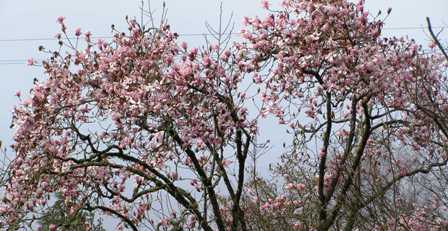 Magnolia sargentiana robusta came through last week's winter unscathed