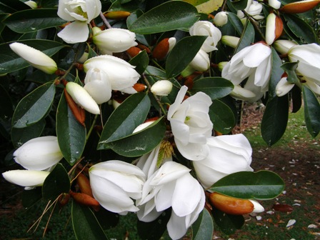 Beautiful but the flowers are too floppy