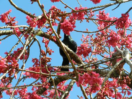 Signs of spring - the campanulata cherries are in flower