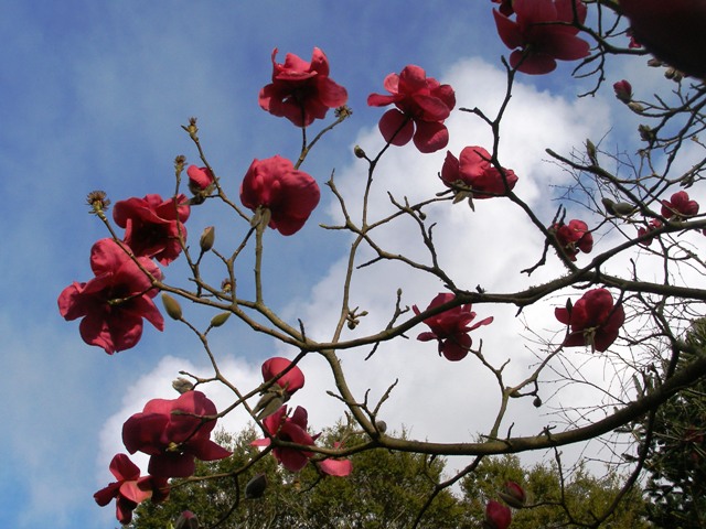Magnolia Felix Jury in all its glory at 8am this morning, September 8, 2011
