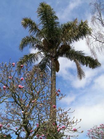 The handsome Queen Palm (Syragus romanzoffiana) comes with a warning