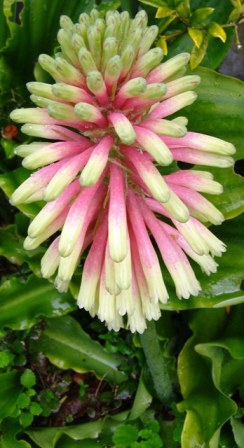 Veltheimia bracteata "Rosalba"