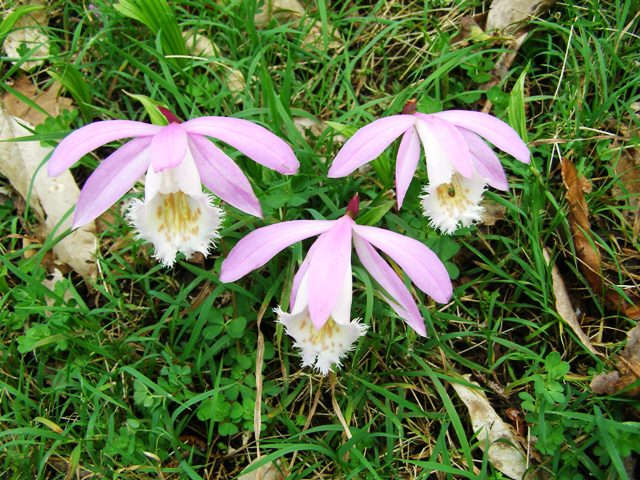 Not perhaps the most obvious candidate for Mark's hillside of naturalised bulbs - pleione orchids