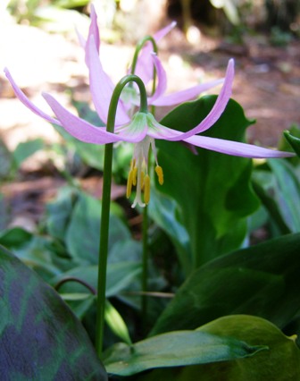 The ephemeral delight of the erythroniums in flower this week