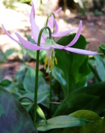 The ephemeral delight of the erythroniums in flower this week