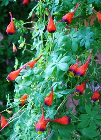 The dainty climbing delight of Tropaeolum tricolorum