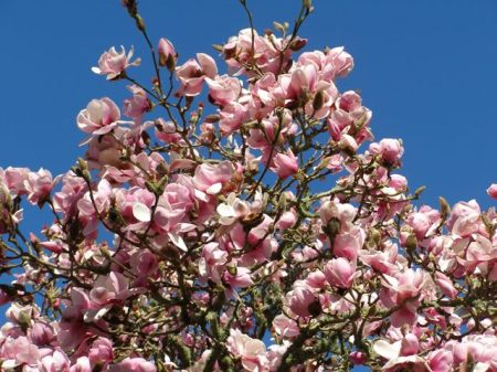 Looking a little like a froth of pink candy floss this week - our magnificent Iolanthe (again)