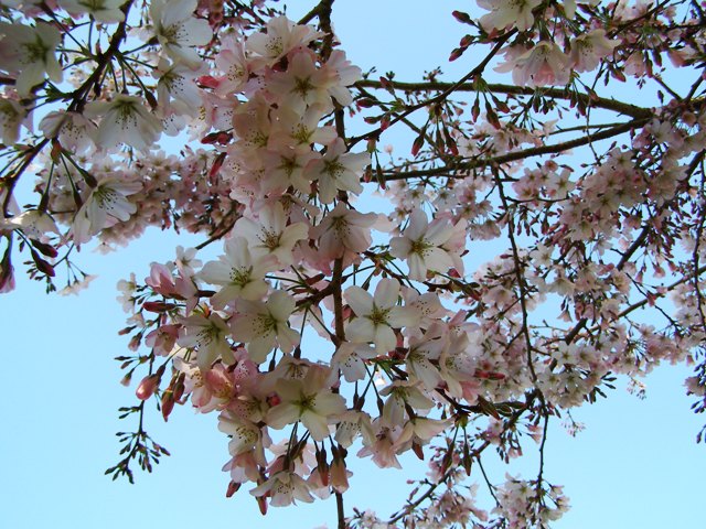 If you will only grow evergreen plants, you miss out on seasonal delights like Prunus Awanui in flower