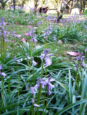 Managed drifts of bluebells