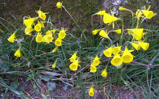 The bulbocodiums are the highlight of the narcissi world this week
