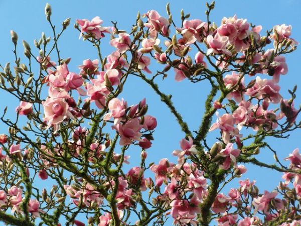 Magnolia Athene in our park this week