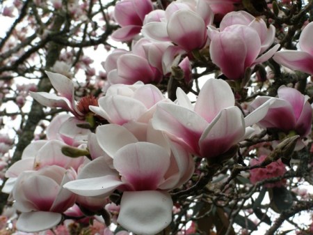 Magnolia Athene in her glory