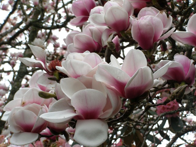 Magnolia Athene in her glory