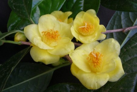 Indisputably yellow - Camellia chrysantha