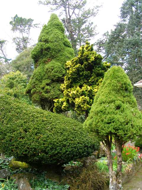 Most conifers don't seem to have an off-period but too few people want them in their garden these days