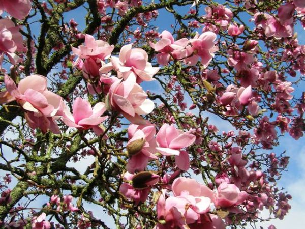 Magnolia Iolanthe in all her magnificence this week