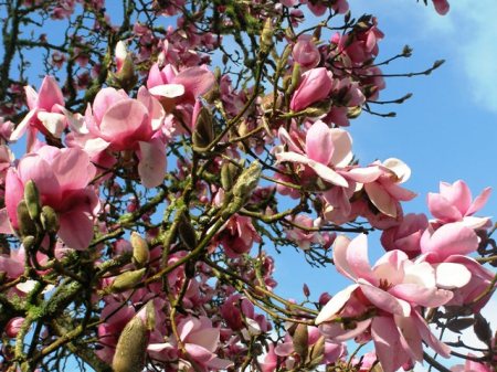 The original Iolanthe is a wondrous sight this week