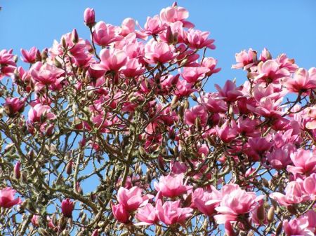 The pink puffery of Magnolia Serene