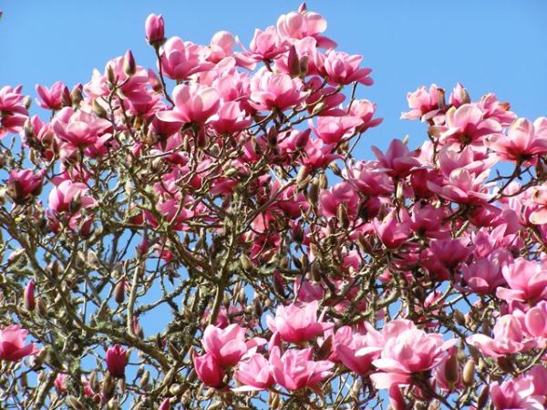 The pink puffery of Magnolia Serene