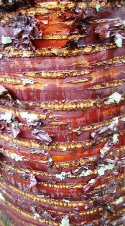 Prunus serrula - exquisite bark and narrow, upright growth