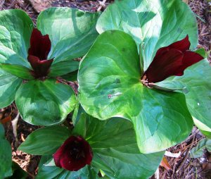 Showing off: the trilliums
