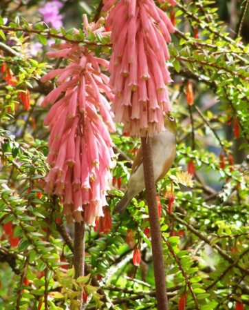 Feeding from both the veltheimia and the agapetes 