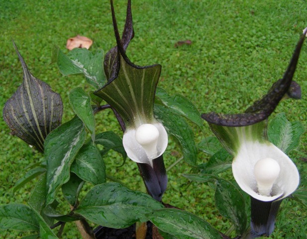 The very curious Arisaema sikkokianum