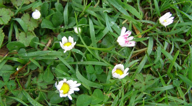 Judge not a garden upon the daisies in its lawn